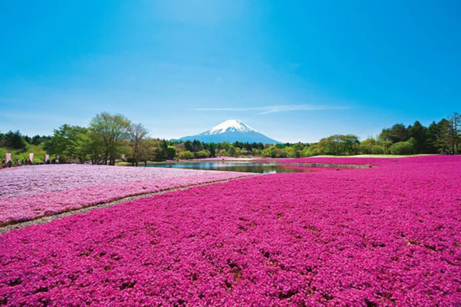富士芝桜まつり